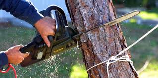 How Our Tree Care Process Works  in  Jamestown, NY