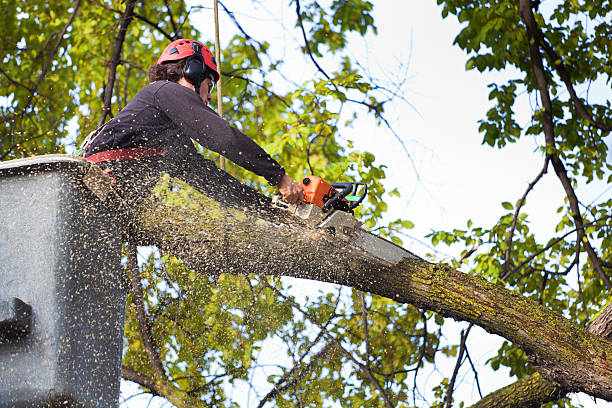 Pest Control for Lawns in Jamestown, NY