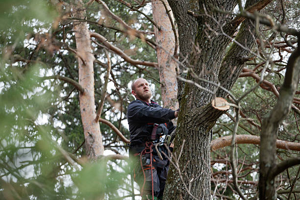 Reliable Jamestown, NY Tree Care Solutions